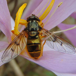 Ferdinandea aurea